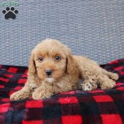 Coy/Mini Goldendoodle									Puppy/Male																/8 Weeks,Here comes the puppy of your dreams! Soft, fluffy, and kissable! This little cutie comes up to date on shots and dewormer and vet checked. The breeder made sure that the puppies are all well socialized with children and family raised. If you are interested in learning more about our puppies contact us today!