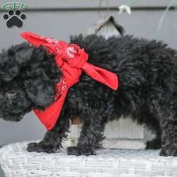 Alex/Toy Poodle									Puppy/Male																/11 Weeks,Meet the curliest, cutest bundle of love! This Miniature Poodle baby is eager to meet everyone, wiggling with joy over the thought of making a new friend. Our children love spending plenty of time with them, especially since these puppies are raised in our house where they can be near us all the time. Super friendly and fun, there will be no lack of excitement and laughter with one of them in your life! We are getting them vet checked, and up to date on shots and dewormer. Their father is a Toy Poodle, so these puppies are on the smaller side of Miniature. Call us soon to claim this cutie as yours!