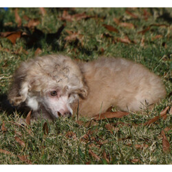 Adopt a dog:Carmen/Poodle/Female/14 weeks,Dear Puppy Journal. I think my studies have been going well. I’ve watched Mom and Dad in their day-to-day tasks with their humans. My parents say that they were taught to shake so that they can participate in important business dealings. Maybe someday, I’ll be promoted by my very own human to do the same. I have become aware that there are many different kinds of food. The first being a sort of dehydrated brown niblet, the second being a kind of wet food which I have come to understand is so special that they keep it in little armored cans that no paw or claw can penetrate; and then all of the other food is anything and everything the humans are eating. This last type of food is sacred, as it is always just a bit out of reach and the humans do not always share. Maybe you as my human, will share all with me.