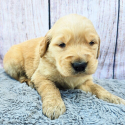 Adopt a dog:Katherine/Golden Retriever/Female/5 weeks,Hello! My name is Katherine! Am I not the cutest puppy you have ever seen? That is what everyone keeps telling me. Not only am I cute, but I also have a great personality too. Before arriving home, I will be up to date on my vaccinations and be pre-spoiled. I will make the perfect best friend and companion! So, what are you waiting for? Choose me today!