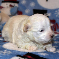 Adopt a dog:Alyssa/Maltese/Female/4 weeks,Let's go to the park to play! It'll be so much fun! I'm sorry; I forgot to introduce myself. I love playtime. We can nap when we are tired and play together during the day. I just went to the vet, and they made sure I was ready to go. Jump on board and we will have a blast together! Since I will be new in town, all I need is a person I can trust to show me the ropes. Will you be my mentor and show me around?