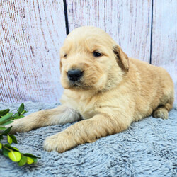 Adopt a dog:Katherine/Golden Retriever/Female/5 weeks,Hello! My name is Katherine! Am I not the cutest puppy you have ever seen? That is what everyone keeps telling me. Not only am I cute, but I also have a great personality too. Before arriving home, I will be up to date on my vaccinations and be pre-spoiled. I will make the perfect best friend and companion! So, what are you waiting for? Choose me today!