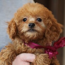 Adopt a dog:Coral/Goldendoodle/Female/15 weeks,Hi, my name is Coral. I am so excited I love to be around people, and you will enjoy being with me! I’m looking forward to meeting my new forever family. Could that be with you? I sure hope so. I am a gorgeous puppy with a personality to match. I am also up to date on my vaccinations and vet checked from head to tail, so when you see me, I will be as healthy as can be. What are you waiting for? I know I will be the best friend you have dreamed of.