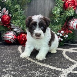 Adopt a dog:Winter/Havanese/Male/6 weeks,Hi, I'm Winter! It's very nice to meet you. I am a very outgoing puppy looking for a family where I would fit in! If you think you could be that family, hurry up and pick me up. I will be up to date on my vaccinations before coming home to you, so we can play as soon as I get there. I'm very excited about meeting my new family, so please don't make me wait too long!