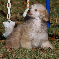 Adopt a dog:Carmen/Poodle/Female/14 weeks,Dear Puppy Journal. I think my studies have been going well. I’ve watched Mom and Dad in their day-to-day tasks with their humans. My parents say that they were taught to shake so that they can participate in important business dealings. Maybe someday, I’ll be promoted by my very own human to do the same. I have become aware that there are many different kinds of food. The first being a sort of dehydrated brown niblet, the second being a kind of wet food which I have come to understand is so special that they keep it in little armored cans that no paw or claw can penetrate; and then all of the other food is anything and everything the humans are eating. This last type of food is sacred, as it is always just a bit out of reach and the humans do not always share. Maybe you as my human, will share all with me.