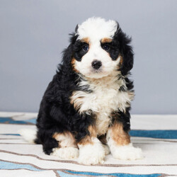 Adopt a dog:Sarah/Bernedoodle/Female/6 weeks,Well, hello there! My name is Sarah, and it is a pleasure to meet you. I am looking for the perfect family for me. I love being the center of attention and making my friends and family laugh. I am the all-around perfect pup! I look forward to my walks and nap times. Just put on a good movie and I will be there curled up right next to you before you know it. I promise to come home up to date on my puppy vaccinations and pre-spoiled. I am a very happy, healthy puppy and I am sure I will make that perfect addition to your loving family. Make me the newest member and I will be sure to have puppy kisses waiting just for you.