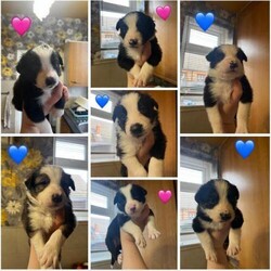For sale a beautiful little of border collie puppies/Border collie/Mixed Litter/4 weeks,We are pleased to announce a litter of beautiful border collies
4 boys 3 girls
Two of the boys are Tri
One of them more
3 girls black &white
Mum is farm breed
Dad is Tri kc registered
Ready to leave 5th January 2025
Message with any questions
Will come with first vaccination, flead, wormed & microchiped
Small Deposit secures puppy