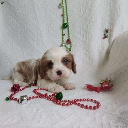 NICKOLAS/Cavalier King Charles Spaniel									Puppy/Male																/6 Weeks