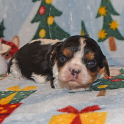 Adopt a dog:Ernie/Cavalier King Charles Spaniel/Male/4 weeks,Hi there! A picture is worth a thousand words and I'm sure that's why you clicked on me! I'm a beautiful puppy with a great disposition. I have wonderful parents that have started teaching me how to be a great companion. I hope to come home to you soon, so I can show you what I've learned. I will come home to you up to date on my vaccinations and vet checked. I'm waiting for you to pick me. You will not regret it!