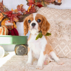 Waneta/Cavalier King Charles Spaniel/Female/13 weeks