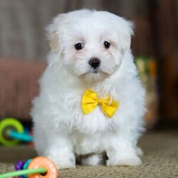 Adopt a dog:Nolan/Maltese/Male/8 weeks,Hi! I am the keeper of all squeaky toys. If it’s on the floor, I own it. If it has peanut butter on it, then yes, I probably licked it. I am a confident little pup, and I plan to win the hearts of all I meet. I like belly rubs, lots of hugs and pats on the head, so I know when I’m being good. I’ll be up to date on my vaccinations and vet checks, so I plan on being a loyal and healthy companion to my new family. I'll be here with my squeaky toys and peanut butter, waiting for your call! Don't miss out on me!