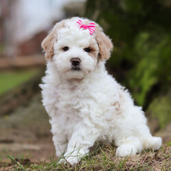 Adopt a dog:Willow/Bichonpoo/Female/7 weeks,Are you looking for the best puppy ever? Well, you found me! My name is Willow and I am the best! How do I know? Well, just look at me. Aren't I adorable? Also, I come up to date on my vaccinations and vet checked from head to tail, so not only am I cute, but healthy too! I promise to be on my best behavior when I'm with my new family. I'm just a bundle of joy to have around. So, hurry and pick me to show off what an excellent puppy you have!