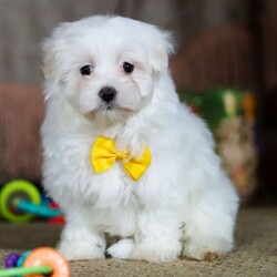 Nolan/Maltese/Male/8 weeks