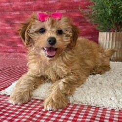 Adopt a dog:Nicole/Cavapoo/Female/13 weeks,Hi! I'm Nicole. I'm currently searching for a good, loving home. I hope to find a family that loves to play and loves to receive puppy kisses! I'm good at giving out plenty. Whether we are playing or cuddling together, I promise to be your most loving companion. I will arrive at my new home up to date on vaccinations and pre-spoiled. I can't wait to meet you. I have so much fun planned for us! See you soon!