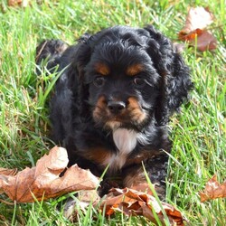 Adopt a dog:Gemma/Cocker Spaniel/Female/11 weeks,Hello! My name is Gemma! I'm really excited to meet my new fur-ever family. The nice people here have been telling me about how much fun I'll have when I get to my new home. I am an AKC Cocker Spaniel. I am ready to play all kinds of games, explore your home, and maybe just nap on the couch with you. I am ready to share my puppy kisses with you. I will come with a head-to-tail vet exam, up to date puppy vaccinations, my own microchip, and lots of puppy kisses to hand out. I have plenty to give out, trust me. I really hope you are my new family because I'm ready to meet you. Call about me today!