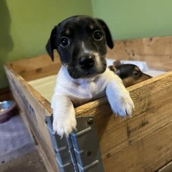 7 wee old Tri coloured Jack Russell Dog puppy/Jack Russell/Female/7 weeks,Beautiful Male Jack Russel puppy for sale such a lovely boy been well handled and loved. We have 2 young children and other dogs. 
Was from a litter of 2 he will be chipped and had first vacations on Monday the 16th Dec and then will be ready for his for ever home.