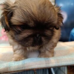 Adorable Full Peke Babies/Pekingese/Male/7 weeks,6 gorgeous full PEKE babies are here to meet with mum, and fur family. These have been brought up in a busy household with dogs and toddlers! These robust little dogs are happy and healthy and would make the most faithful companions or perfect little snuggle buddies for those cosy nights in. Babies are NOW. I am happy to offer a FREE DELIVERY service up to 25 miles radius of Liverpool.Puppies will be Micro chipped at 8 weeks old.