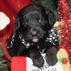 Adopt a dog:Emmett/Aussiedoodle/Male/6 weeks,Hi, my name is Emmett. I am so excited I love to be around people, and you will enjoy being with me! I’m looking forward to meeting my new forever family. Could that be with you? I sure hope so. I am a gorgeous puppy with a personality to match. I am also up to date on my vaccinations and vet checked from head to tail, so when you see me, I will be as healthy as can be. What are you waiting for? I know I will be the best friend you have dreamed of.