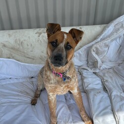 Bindi/Australian Stumpy Tail Cattle Dog/Female/9 Months,Hellooo! My name is Bindi, and I’m a young puppy. I’m an Australian Cattle Dog, and I’m really sweet, and also a bundle of energy.  I'm a lot of fun, but the truth is some of my bounciness is because I'm still learning how to be brave and calm. Sometimes I jump around when I feel a bit overwhelmed and don't know what to do with myself. I might be a little nervous sometimes, but I just want to be happy and loved! Here’s what I need: I'm having some training at our behaviour centre so you'll need to put an expression of interest here to book a meet and greet with me before coming to see me!  If you are interested in giving this wonderful pet a home, please CLICK HERE to visit our website and complete an expression of interest. All my love, Bindi xx 