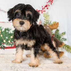 Adopt a dog:Conner/Schnoodle/Male/11 weeks,Hi! My name is Conner and there is no need to look any further because I am the one for you! I promise to brighten your every morning with puppy kisses and snuggle with you every night. I have the nicest coat that just begs to be petted. I have a secret to share with you, too. I absolutely love to have my tummy rubbed! I love it so much that I will melt in your arms while you do it. Don't you want me to be the newest addition to your family? I will have a complete nose to tail vet check, and my vaccinations will also be up to date. Choose me and I promise to make a lifetime of memories with you. I can't wait to leap in your arms and be yours forever!