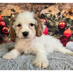 Adopt a dog:Chloe/Cavapoo/Female/11 weeks,Hello! My name is Chloe! Am I not the cutest puppy you have ever seen? That is what everyone keeps telling me. Not only am I cute, but I also have a great personality too. Before arriving home, I will be up to date on my vaccinations and be pre-spoiled. I will make the perfect best friend and companion! So, what are you waiting for? Choose me today!