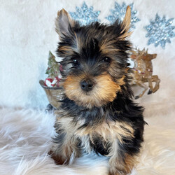 Adopt a dog:Andy/Yorkshire Terrier/Male/10 weeks,Hi there! A picture is worth a thousand words and I'm sure that's why you clicked on me! I'm a beautiful puppy with a great disposition. I have wonderful parents that have started teaching me how to be a great companion. I hope to come home to you soon, so I can show you what I've learned. I will come home to you up to date on my vaccinations and vet checked. I'm waiting for you to pick me. You will not regret it!