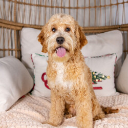 Adopt a dog:Eden/Cockapoo/Male/30 weeks,Yes, that is me in the pictures! Yes, I am just as cute in person, if not even cuter! You don't have to bother looking anymore because I know that I am the one for you. I will be the very best friend that you have ever had! I'm fun-loving and sweet, so we will have lots of great times together. I am also smart and obedient, so I will impress all of your friends when you show me off to them. Wouldn't you just love to take me home? I know I can't wait to meet you!