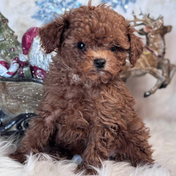 Adopt a dog:Mickey/Poodle/Male/8 weeks,Hey! My name is Mickey and I'm ready for you to pick me up, so that I can brighten up our home! I'm full of life and fun. I can be the best movie, walking, and cuddle buddy that you will ever come across! Both of my parents are exceptional examples of our breed. I will arrive to you healthy and with my vaccinations up to date, before wiping my paws on our welcome mat. Ready for a lifelong best friend? Well, I'm ready for my forever family!