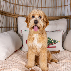 Adopt a dog:Eden/Cockapoo/Male/30 weeks,Yes, that is me in the pictures! Yes, I am just as cute in person, if not even cuter! You don't have to bother looking anymore because I know that I am the one for you. I will be the very best friend that you have ever had! I'm fun-loving and sweet, so we will have lots of great times together. I am also smart and obedient, so I will impress all of your friends when you show me off to them. Wouldn't you just love to take me home? I know I can't wait to meet you!