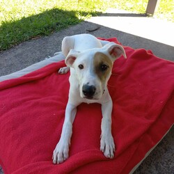 Bowie/Staffordshire Bull Terrier/Male/9 Months,Meet Bowie, a sweet and adventurous 8-month-old Staffy puppy with a heart full of love to give! He was found as a stray in the bushland, searching for food and shelter, but now he's ready to find his forever home. Bowie is an energetic and curious boy who loves exploring the outdoors and discovering new places. His playful spirit shines through as he eagerly searches for treats, always excited to use his nose to sniff out hidden surprises! Bowie is still in his learning phase, so he's eager to please and ready to soak up new experiences. With a little training and lots of love, he'll continue to grow into a wonderful companion. Whether it's playing fetch, exploring new trails, or just cuddling up for some quiet time, Bowie is sure to bring joy and excitement into your home. Bowie is looking for an active, loving family who will provide him with the time and care he needs to thrive. He would be happiest in a home where he can get plenty of outdoor exercise, mental stimulation, and love. His perfect family would be patient and understanding as he continues to learn the ropes of family life and would appreciate his playful, explorative nature. If you are interested in giving this wonderful pet a home, please CLICK HERE to visit our website and complete an expression of interest. or 