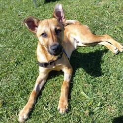 Wyatt/Australian Kelpie/Male/8 Months,Meet Wyatt, an energetic and affectionate 8-month-old male Kelpie who's ready to find his forever home! Wyatt is a social pup who thrives on human companionship and is always ready for a cuddle, an adventure or a good play session.  Personality & Traits: Ideal Home: Wyatt would do best in a home where he can get plenty of attention, playtime, and sunbathing opportunities. His friendly nature makes him a great fit for families, singles, or active individuals who can provide him with both love and exercise. Wyatt can sometimes find unexpected noises and movement overwhelming, so a home with older children and no other animals would be ideal! As an active Kelpie, Wyatt has lots of energy and will need daily exercise to stay happy and healthy, along with daily decompression opportunities, including chews, and plenty of rest. Wyatt is still a young pup, who has spent most of his life in shelter, so a family that is happy to take things nice and slow and continue building his confidence in the world and is exactly what Wyatt needs! If you think Wyatt could be the perfect addition to your family, please fill out an application online at   call 0477 064 192 and the team at BARC will be in touch to arrange a meet and greet. Love, Wyatt x Requirements: