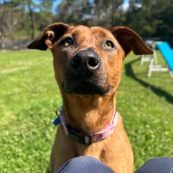 Remi/Rhodesian Ridgeback / Staffordshire Bull Terrier/Female/3 Years 1 Month,Hey there, I’m Remi! I’m a 2-year-old Ridgeback mix, and while I might seem a little shy at first, once I trust you, I’m all about the snuggles and good vibes. I’ve got some pretty eyes, if I do say so myself, and a gentle soul that just wants to find the right person to share it with. I’m looking for a calm, quiet home with no other pets—just me and you, please. I’m not a fan of chaos or competition for attention. No kids under 12 either; they can be a bit much for me. I like my space, but once I’m comfortable, I’ll be loyal to you like nobody else. What do I need from you? Patience, understanding, and a cozy couch to curl up on (and maybe a treat or two). And a secure backyard is a must! I like to run around when I’m feeling good, but I’m not trying to be the Houdini of the dog world. A nice, fenced-in yard will do just fine. My soul is a precious one, and I’m looking for a forever human who will cherish me for who I am: a little bit nervous, a little bit sassy, and all-around lovable. If you're looking for a loyal, sweet companion who’ll make your heart melt, then I just might be the girl for you. If you are interested in giving this wonderful pet a home, please CLICK HERE to visit our website and complete an expression of interest. 