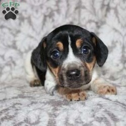 Dean/Jack Russell Mix									Puppy/Male																/8 Weeks,Take a look at this colorful Jack Russell Mix puppy who is playful and frisky! This spunky pup will brighten your holiday season with puppy kisses, tail wiggles, and cheer! The mother PeeWee is a Jack Russell and her puppies look very similar to her! Each puppy is vet checked and up to date on shots and dewormer. We are seeking loving homes for each puppy! Please call to learn more about these little cutie pies! 