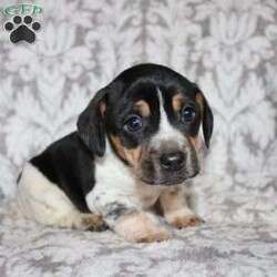 Dean/Jack Russell Mix									Puppy/Male																/8 Weeks,Take a look at this colorful Jack Russell Mix puppy who is playful and frisky! This spunky pup will brighten your holiday season with puppy kisses, tail wiggles, and cheer! The mother PeeWee is a Jack Russell and her puppies look very similar to her! Each puppy is vet checked and up to date on shots and dewormer. We are seeking loving homes for each puppy! Please call to learn more about these little cutie pies! 