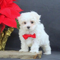 Sarah/Maltese									Puppy/Female														/9 Weeks,Meet Sarah! This adorable Maltese puppy is vet checked & up to date on shots & wormer. She is registered with the ACA, plus comes with a health guarantee provided by the breeder! Sarah is well socialized & currently being family raised with children! If you would like more information on this wiggly pup, please contact Jay Paul Shirk today!