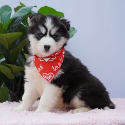 Kira/Siberian Husky									Puppy/Female														/9 Weeks,Kira is an adorable little girl waiting to meet her forever family! She will be current on her vaccinations and dewormer as well as vet checked and micro chipped and come with a one year genetic health guarantee.