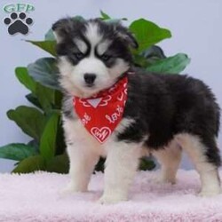 Kira/Siberian Husky									Puppy/Female														/9 Weeks,Kira is an adorable little girl waiting to meet her forever family! She will be current on her vaccinations and dewormer as well as vet checked and micro chipped and come with a one year genetic health guarantee.