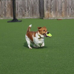 Alfie/Terrier (Jack Russell)/Male/2 - 5 years,Alfie is a dapper little 2 year old Jack Russell with lots of energy who would be a great sidekick for outdoor adventures! Alfie needs to have direct access to a secure garden where he can work on his training, with minimum 5ft fencing. A hands-off and patient home is needed for Alfie as he can get overwhelmed easily, and takes his time getting to know you. A quiet home would be best with no children under the age of 16 or other pets, to ensure that he has the right setup for him to thrive in his new home. He can be unsure in unfamiliar situations including around other dogs and at the vets. Alfie has made a lot of progress with the training team whilst in our care and would like to continue this in his new home.