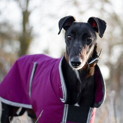 Arthur/Greyhound/Male/2 - 5 years,Meet Arthur, he's a sweet and sensitive Greyhound with a heart of gold. He's been with us for a little while now and has really blossomed in confidence and often greets his carers and volunteers with the happiest and waggiest tail! Arthur arrived with us with very little history and has likely never lived in a home before, so he'd loved to find adopters than can help him settle in and learn new things like housetraining and learning how to be left. He really enjoys the company of other dogs and would likely benefit from living with one in his forever home, however this isn't essential. He would like opportunities for socialisation if living alone. Arthur has a history of racing, so for this reason he does wear his muzzle out and about on his walkies and he looks super handsome in it! Arthur could live with children 6+ who can understand his shy nature, but it wont be long until he's leaning into you for fuss and snuggles!