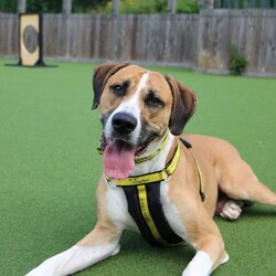 Timmy/Bulldog Cross/Male/5 - 7 years,Timmy is a sensitive boy who has a lot of love to give. He is a 7 year old Greyhound x Bulldog who has a big heart! Timmy is a playful guy who loves goofing around and playing with toys - his favourite game is tug of war but he is also a fan of just rolling around! He will need to be kept on lead whilst out and about due to his high prey drive. For this reason, he would love to have direct access from the home to a secure garden, with a 6ft fence, to run around freely in. He is also trained to wear a muzzle whilst out on his walks just as an added precaution to keep him safe. Timmy has been previously worried around young children so it is important for any children, including visitors, to be over 16 years old in his new home.