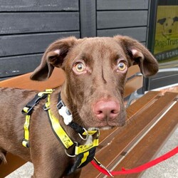 Rocco/Whippet Cross/Male/1 - 2 years,Rocco is a young, energetic, intelligent dog who is looking for a family that can channel his energy into positive outlets such as fun enrichment games and training! Rocco can become excitable on walks and bark at other dogs, so will benefit from a family that enjoy quiet countryside walks. Rocco enjoys having lots of play time and fuss with his favourite handlers and will need a quiet home where he is the only dog and where he can continue his settle training and build up time away from his family. Once settled, Rocco will make a fun, loving, family companion!