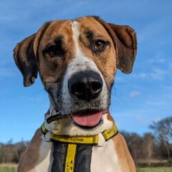 Timmy/Bulldog Cross/Male/5 - 7 years,Timmy is a sensitive boy who has a lot of love to give. He is a 7 year old Greyhound x Bulldog who has a big heart! Timmy is a playful guy who loves goofing around and playing with toys - his favourite game is tug of war but he is also a fan of just rolling around! He will need to be kept on lead whilst out and about due to his high prey drive. For this reason, he would love to have direct access from the home to a secure garden, with a 6ft fence, to run around freely in. He is also trained to wear a muzzle whilst out on his walks just as an added precaution to keep him safe. Timmy has been previously worried around young children so it is important for any children, including visitors, to be over 16 years old in his new home.