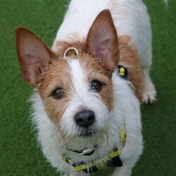 Skipper/Terrier (Jack Russell)/Male/5 - 7 years,Skipper is a happy little dude who loves to say hello to people on his walks and learn new tricks. This chipper 7 year old Jack Russell loves to play with toys and his favourite game is tug of war! Skipper is looking to have his own secure garden, fully enclosed with a 5ft fence that has direct access to the home so he has a safe space to run around daft in. He'd also like to have safe spaces to rest in the home without being disturbed suddenly, as he is more of an independent guy and isn't a couch potato! Skipper is looking for an active family who have experience with terriers or similar breeds. At the moment, Skipper would like to be the only pet in the home but he can socialise out on his walks!