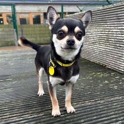 George/Chihuahua (Smooth Coat)/Male/2 - 5 years,George can live with older children (12+) and no dogs or cats in his new home, but could potentially live with securely caged small animals. He's quite a confident boy who loves getting out and meeting people, and enjoys a good adventure!