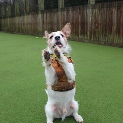 Skipper/Terrier (Jack Russell)/Male/5 - 7 years,Skipper is a happy little dude who loves to say hello to people on his walks and learn new tricks. This chipper 7 year old Jack Russell loves to play with toys and his favourite game is tug of war! Skipper is looking to have his own secure garden, fully enclosed with a 5ft fence that has direct access to the home so he has a safe space to run around daft in. He'd also like to have safe spaces to rest in the home without being disturbed suddenly, as he is more of an independent guy and isn't a couch potato! Skipper is looking for an active family who have experience with terriers or similar breeds. At the moment, Skipper would like to be the only pet in the home but he can socialise out on his walks!