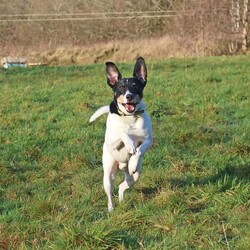 Jasper/Terrier (Jack Russell)/Male/5 - 7 years,Sweet boy Jasper is a very intelligent boy who loves his toys and learning new tricks! He is looking for a home with an experienced family who have had rescue dogs or similar breeds before. Jasper requires his own direct access, secure garden with a 5ft fence as he will need to be kept on lead whilst he is in public, and wearing a muzzle when he is in stressful situations, such as really busy places. Jasper is happy to walk with dog friends but would prefer to be the only pet in the home as he is quite indifferent with other dogs. Jasper is looking for a family who will always be at home with him, especially whilst he is settling in. We think he'd be able to be left for 2-3 hours once he has settled in, as long as this is built up gradually. He can also live with children aged 16 years and over.