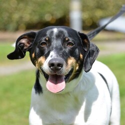Jasper/Terrier (Jack Russell)/Male/5 - 7 years,Sweet boy Jasper is a very intelligent boy who loves his toys and learning new tricks! He is looking for a home with an experienced family who have had rescue dogs or similar breeds before. Jasper requires his own direct access, secure garden with a 5ft fence as he will need to be kept on lead whilst he is in public, and wearing a muzzle when he is in stressful situations, such as really busy places. Jasper is happy to walk with dog friends but would prefer to be the only pet in the home as he is quite indifferent with other dogs. Jasper is looking for a family who will always be at home with him, especially whilst he is settling in. We think he'd be able to be left for 2-3 hours once he has settled in, as long as this is built up gradually. He can also live with children aged 16 years and over.