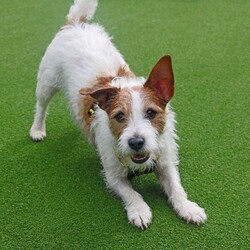 Skipper/Terrier (Jack Russell)/Male/5 - 7 years,Skipper is a happy little dude who loves to say hello to people on his walks and learn new tricks. This chipper 7 year old Jack Russell loves to play with toys and his favourite game is tug of war! Skipper is looking to have his own secure garden, fully enclosed with a 5ft fence that has direct access to the home so he has a safe space to run around daft in. He'd also like to have safe spaces to rest in the home without being disturbed suddenly, as he is more of an independent guy and isn't a couch potato! Skipper is looking for an active family who have experience with terriers or similar breeds. At the moment, Skipper would like to be the only pet in the home but he can socialise out on his walks!