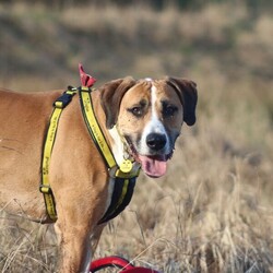 Timmy/Bulldog Cross/Male/5 - 7 years,Timmy is a sensitive boy who has a lot of love to give. He is a 7 year old Greyhound x Bulldog who has a big heart! Timmy is a playful guy who loves goofing around and playing with toys - his favourite game is tug of war but he is also a fan of just rolling around! He will need to be kept on lead whilst out and about due to his high prey drive. For this reason, he would love to have direct access from the home to a secure garden, with a 6ft fence, to run around freely in. He is also trained to wear a muzzle whilst out on his walks just as an added precaution to keep him safe. Timmy has been previously worried around young children so it is important for any children, including visitors, to be over 16 years old in his new home.