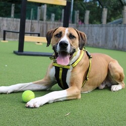 Timmy/Bulldog Cross/Male/5 - 7 years,Timmy is a sensitive boy who has a lot of love to give. He is a 7 year old Greyhound x Bulldog who has a big heart! Timmy is a playful guy who loves goofing around and playing with toys - his favourite game is tug of war but he is also a fan of just rolling around! He will need to be kept on lead whilst out and about due to his high prey drive. For this reason, he would love to have direct access from the home to a secure garden, with a 6ft fence, to run around freely in. He is also trained to wear a muzzle whilst out on his walks just as an added precaution to keep him safe. Timmy has been previously worried around young children so it is important for any children, including visitors, to be over 16 years old in his new home.